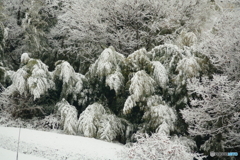 雪の竹