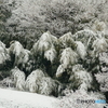 雪の竹