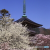 塔