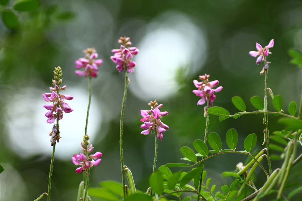夏の花?