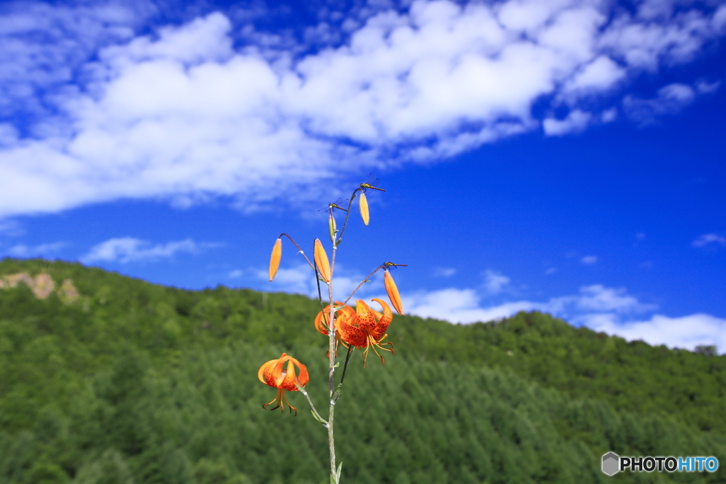 夏の日の休息