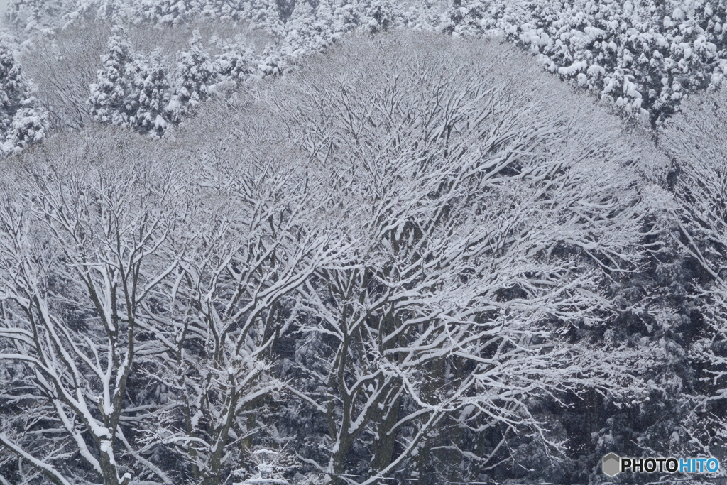雪を装う