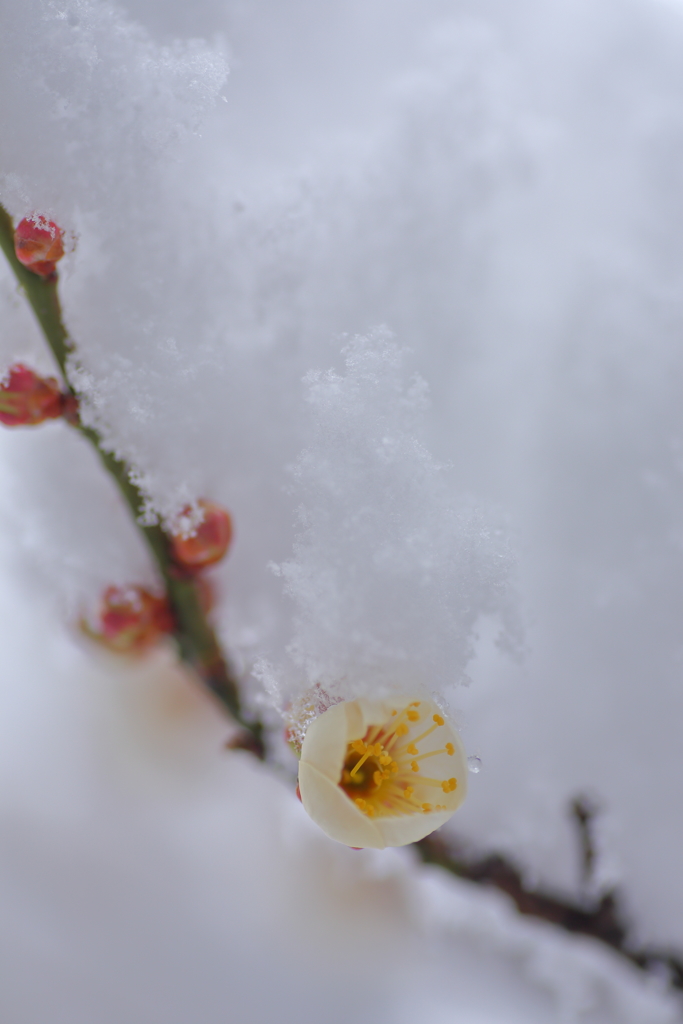 雪中梅