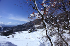 棚田のある景色