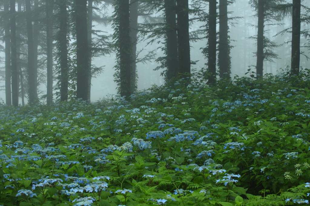 ヤマアジサイの森