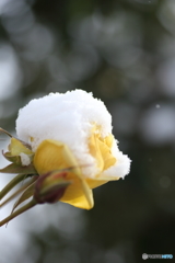 冬薔薇
