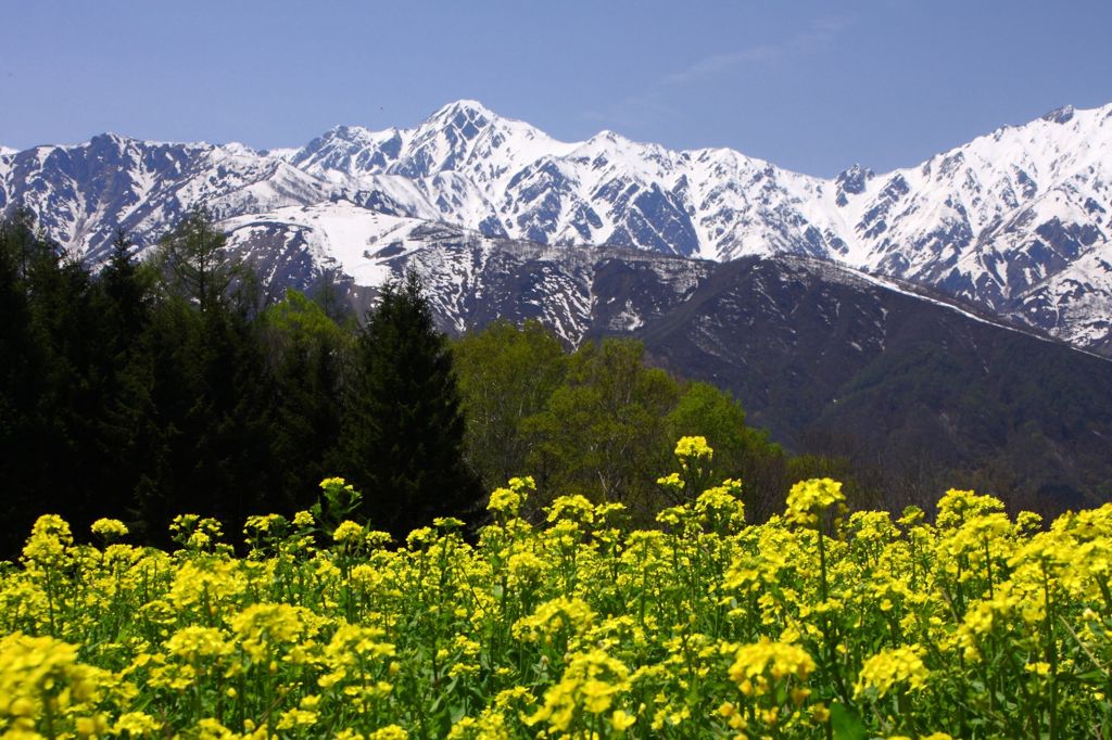 五竜岳と菜の花畑