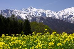 五竜岳と菜の花畑