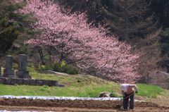 春の日差し