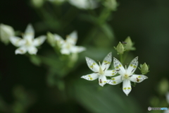 雑草?