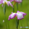 見捨てられた花園