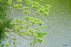 胡桃の花