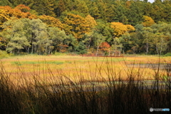 秋の池めぐり　８