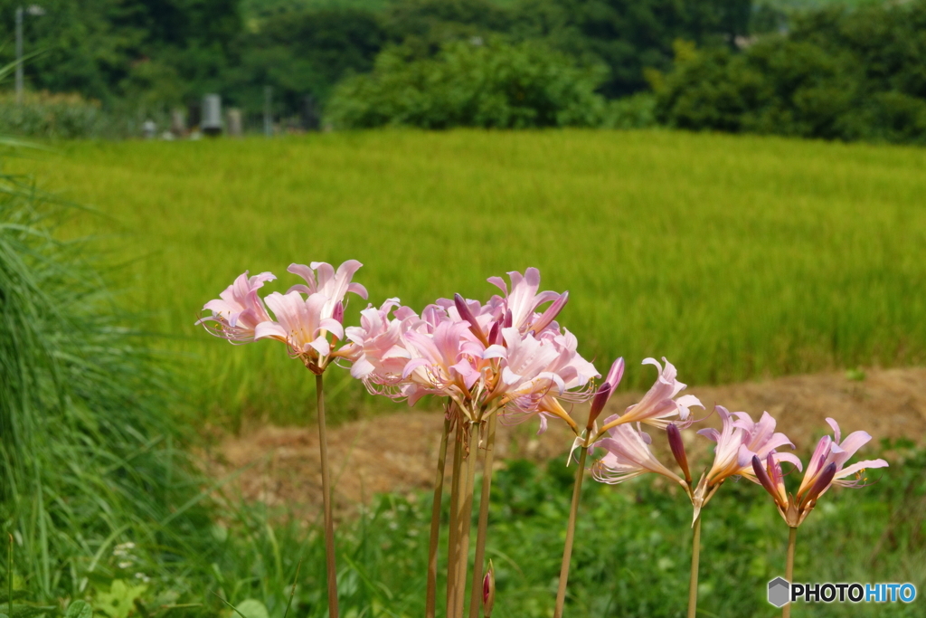 お盆も終わって