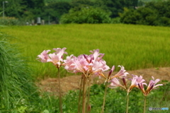 お盆も終わって