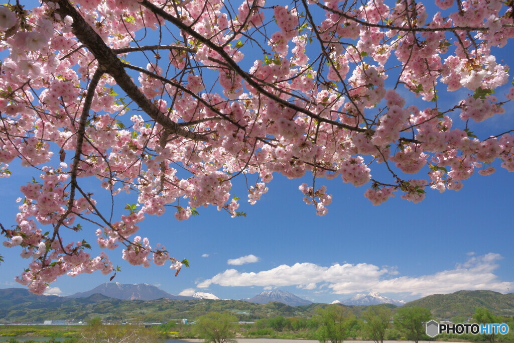 桜　６