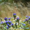 最後の花