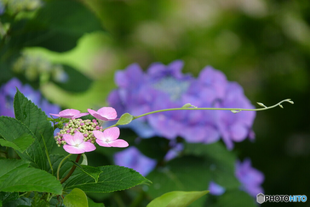 紫陽花