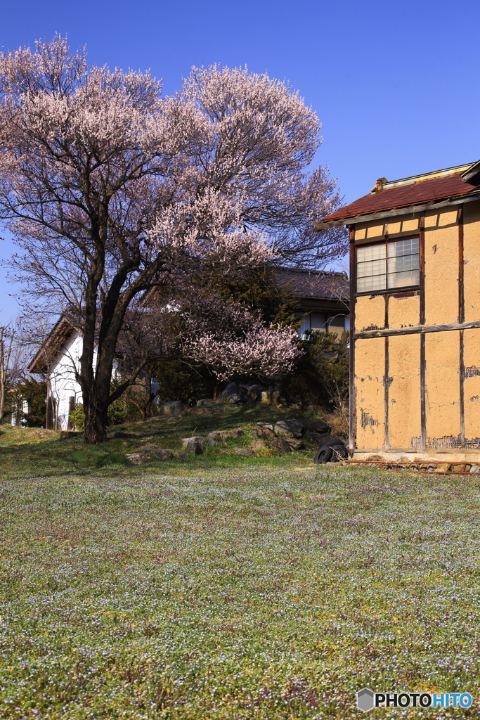 アンズの咲く家