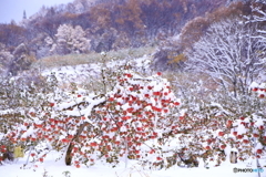 雪りんご