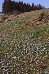 青空色の花
