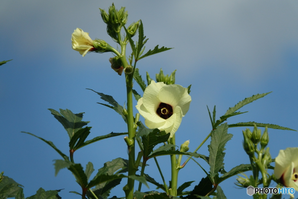 オクラの花