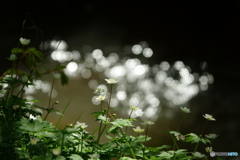 二輪草