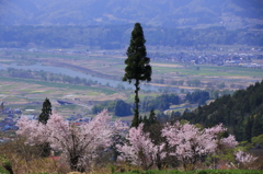 山里の春