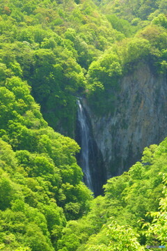 新緑の滝