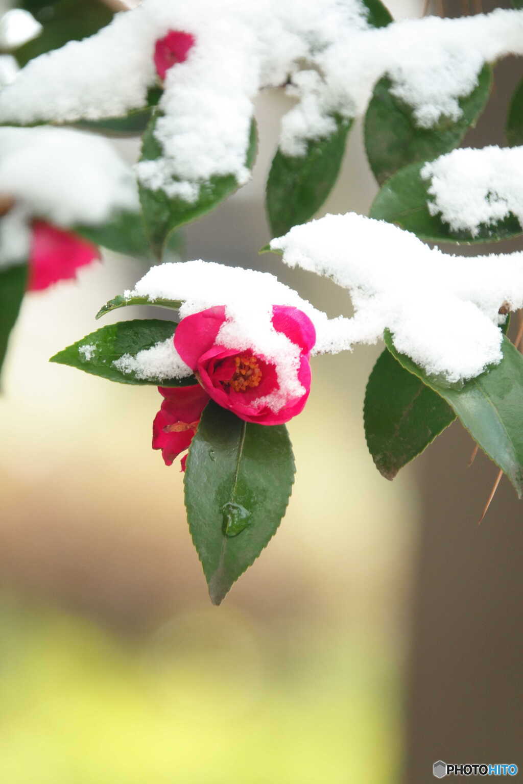 春の雪