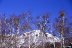 白樺と宿木と