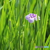 ハナショウブ3