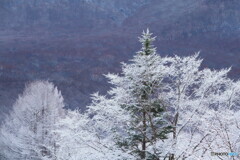なんとなくクリスマス