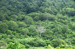 山滴る