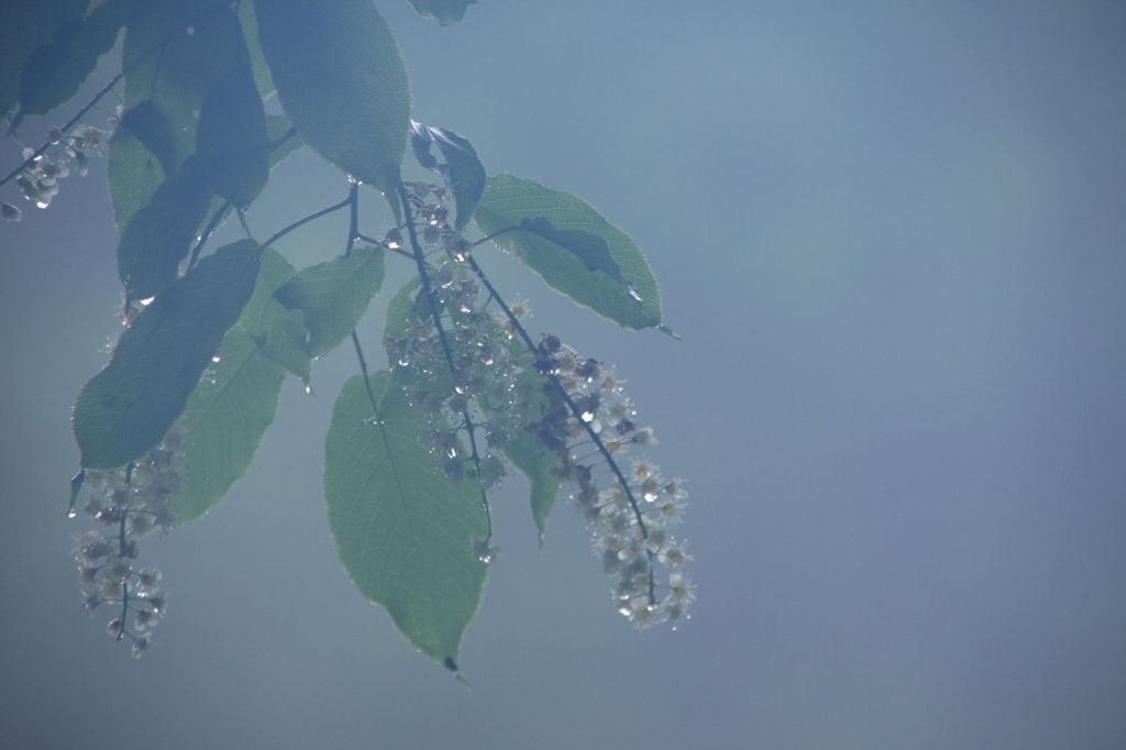 雨のウワズミザクラ