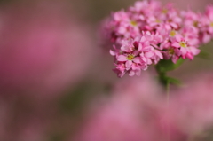 赤そばの花