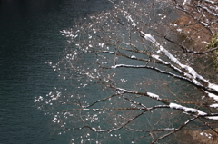 雪の花1