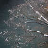 雪の花1