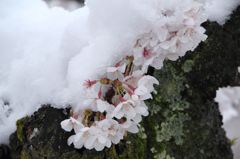 凍える桜　1