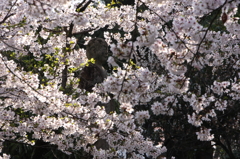 鎮魂の花