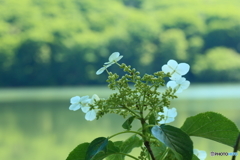 糊空木