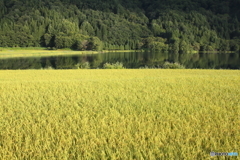 湖畔の田んぼ