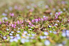 小さな花園