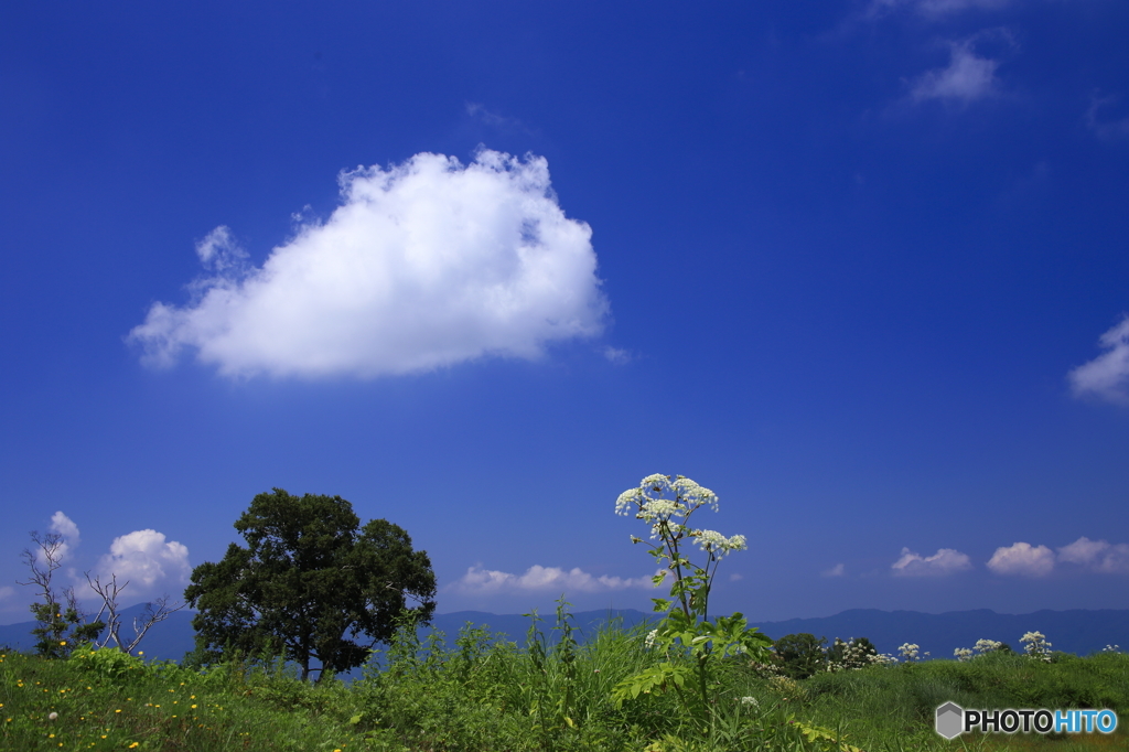 青空を泳ぐ