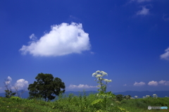 青空を泳ぐ