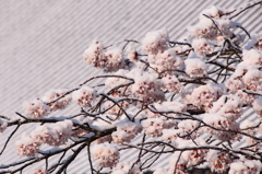 雪桜1