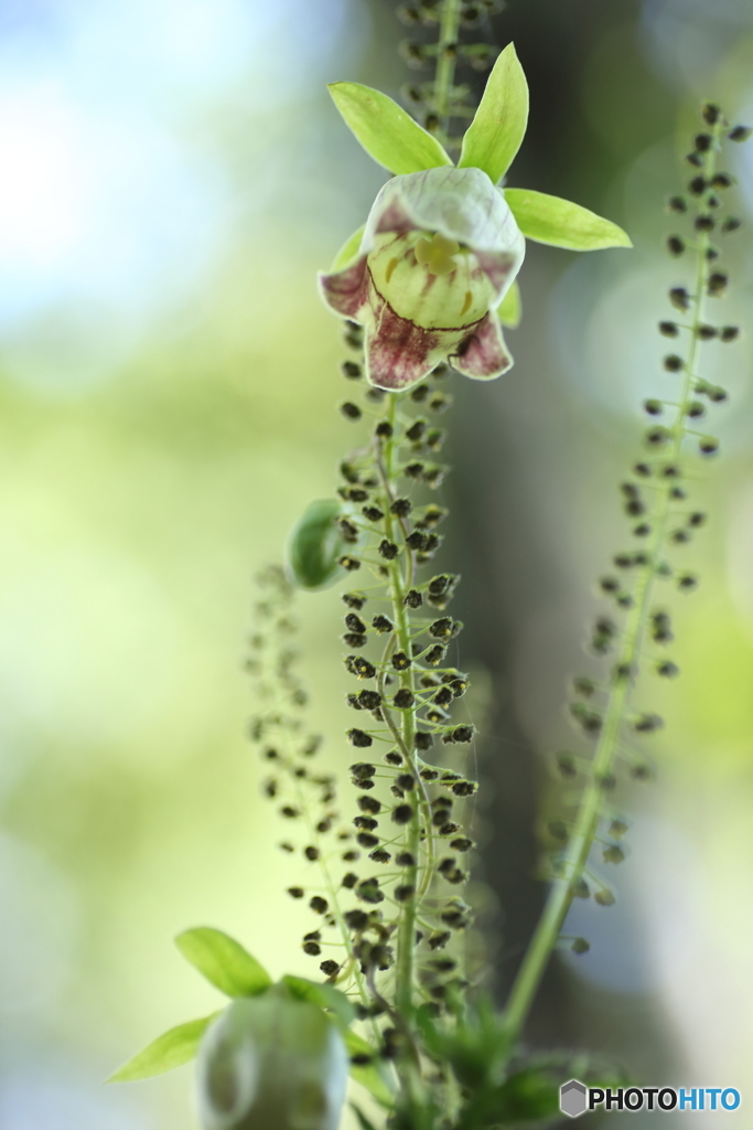 巻き付いているのは