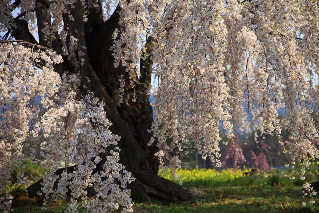 高山村の桜　5