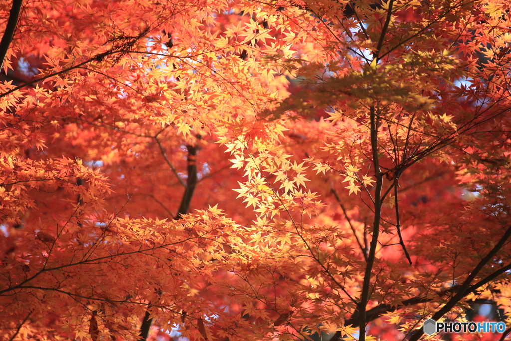 ＊＊モミジ