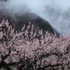 アンズ咲く